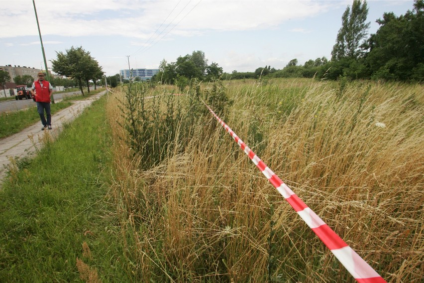 Kaukaskie barszcze to największe rośliny zielne na świecie....