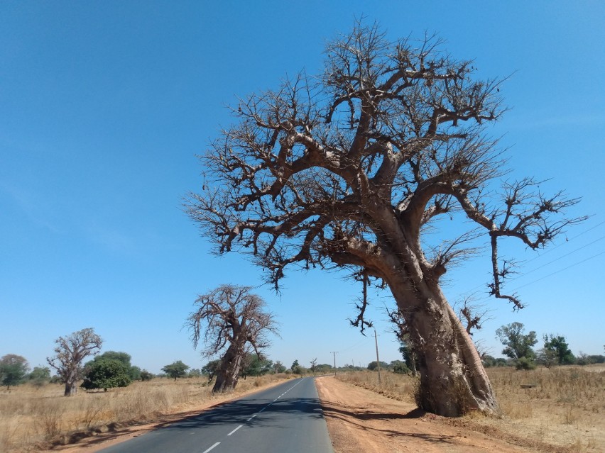 Baobaby na trasie w Senegalu