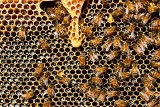 Od pracy pszczół zależy jakość życia nas wszystkich. W sobotę debata