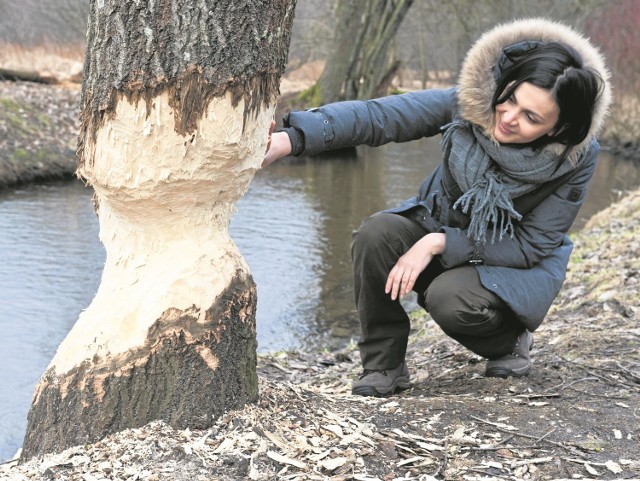 - To nasz „pomnik bobra” - żartuje Dagny Nowak-Staszewska, rzeczniczka prasowa Nadleśnictwa Karnieszewice. To efekt pracy bobrów - leśnicy zostawili go, by każdy mógł zobaczyć.