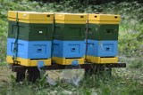 Ostrów Wielkopolski: Wykryto groźną chorobę pszczół. Może ona prowadzić do wyginięcia całych pszczelich rodzin