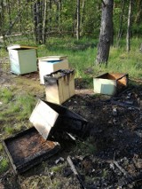 Na Strachocinie podpalono pasiekę. Zginęło 300 tysięcy pszczół (ZDJĘCIA, FILM)