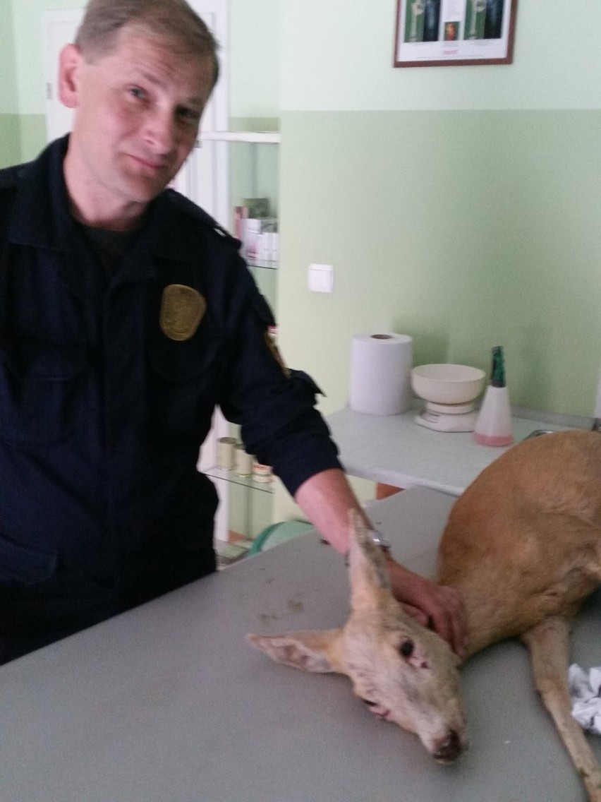 Ekopatrol z Gdyni uratował sarnę zaatakowaną przez psa...