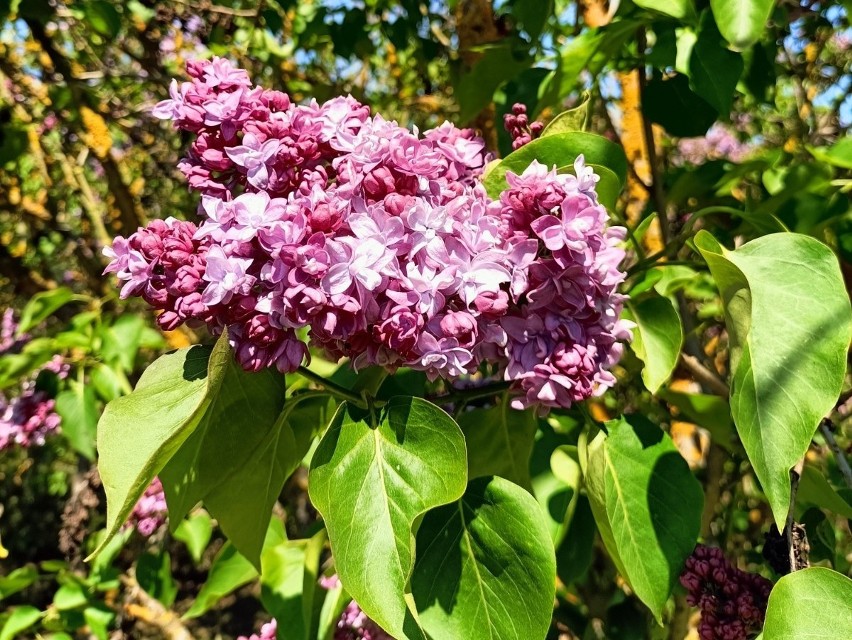 Dni lilaków w Arboretum Kórnickim