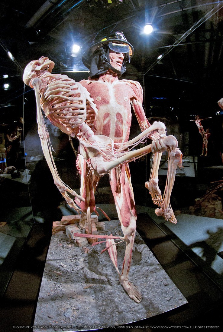 Wystawa "Body Worlds", Gunther von Hagens