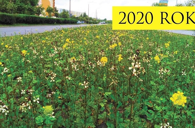 Tak wyglądała kwietna łąka wzdłuż al. Niepodległości w Inowrocławiu w 2020 roku