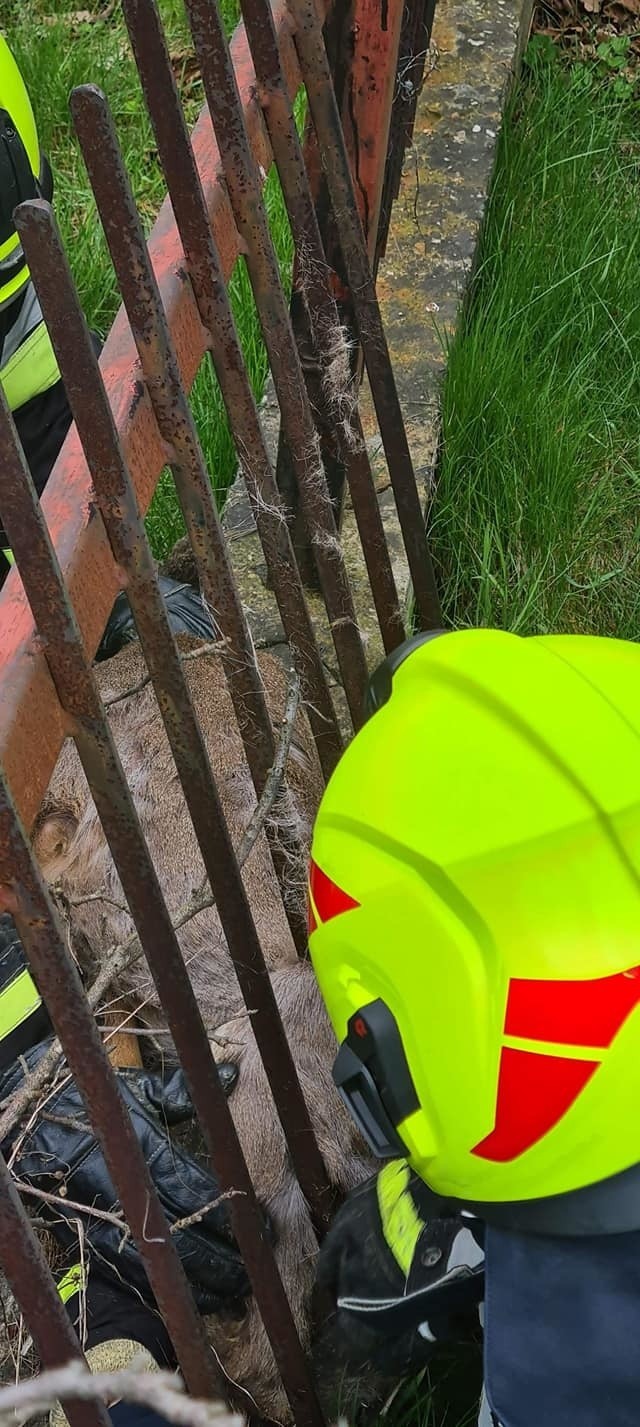 Strażacy z OSP Giebułtów uwolnili sarnę z ogrodzenia jednej...
