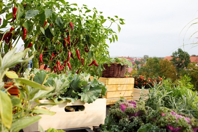 Na balkonie możemy stworzyć prawdziwy ogród - nie tylko z kwiatami, ale też warzywami, ziołami i owocami.