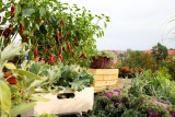 Uprawa warzyw, ziół i owoców na balkonie – pierwsze kroki