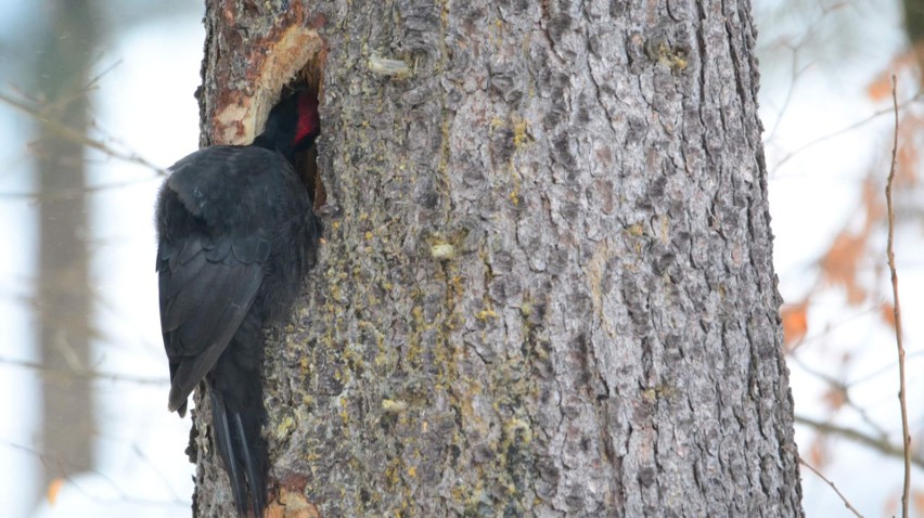 Przystanek Bieszczady Kazimierza Nóżki i Marcina Sceliny. Dzięcioł czarny (Dryocopus martius)