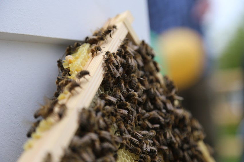 Miejskie pszczoły spisują się świetnie. Zebrano 50 kg miodu, będą kolejne pasieki