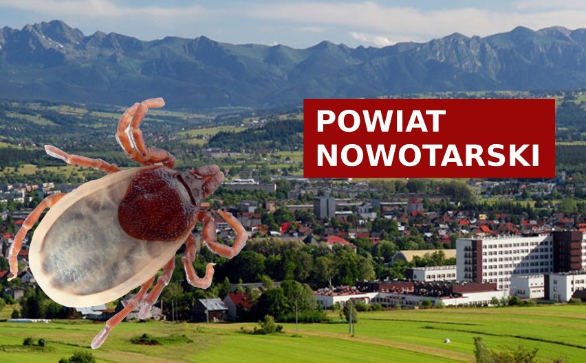 W powiecie nowotarskim mieliśmy w okresie, o którym mowa,...