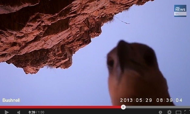 Ptak porwał kamerę i nagrał 110 km swojej podróży