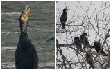 Muszyna. W Dolinie Popradu pojawiły się kormorany. Ptaki szukają pożywienia w górskich rzekach [ZDJĘCIA]