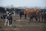Uratowane krowy z Ciecierzyc teraz kosztują małą fortunę. Obrońcy krów rozpoczynają zbiórkę na utrzymanie stada