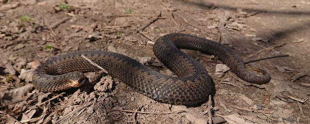 Nasza żmija to miedzianka. Bardzo rzadki gatunek żmij. Które gady są groźne  i jak je odróżnić? | Głos Pomorza