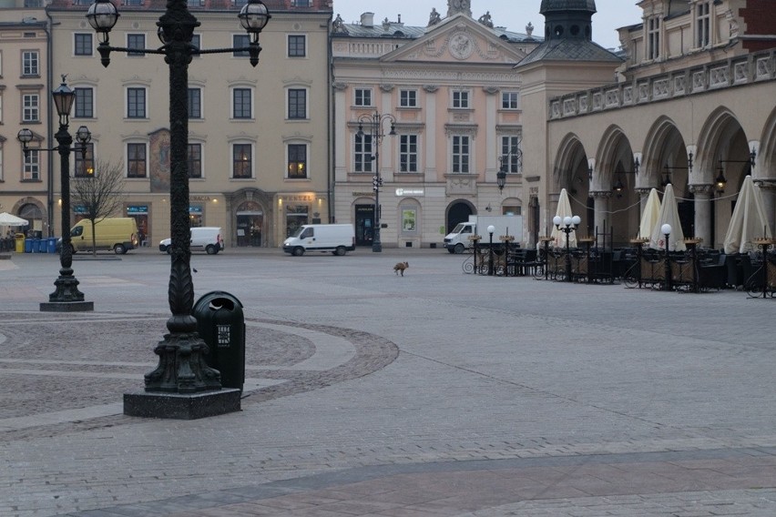 Kraków. Lis spacerował po Rynku Głównym [ZDJĘCIA INTERNAUTY]