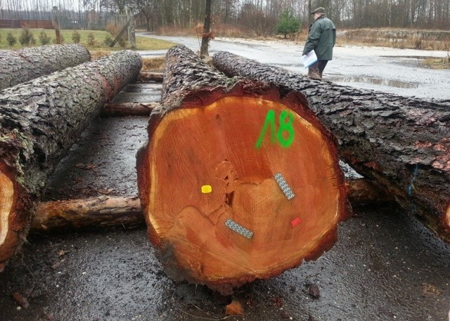 Regionalna Dyrekcja Lasów Państwowych w Katowicach ogłasza submisję surowca drzewnego szczególnego