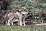 W lesie koło Koszalina kłusownicy bestialsko zabili wilka