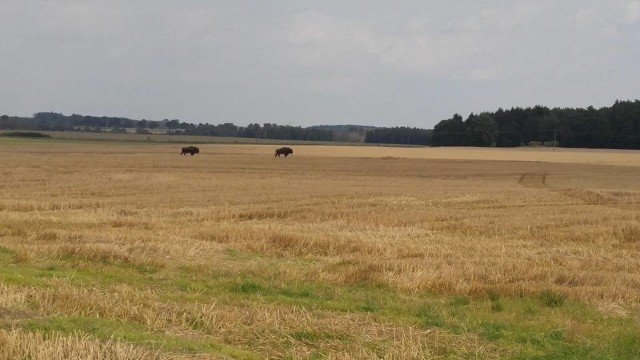 Żubry pod Karlinem