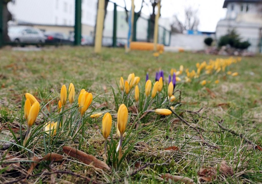 Sonda GS24: Czy w Szczecinie jest już wiosna? [WIDEO]