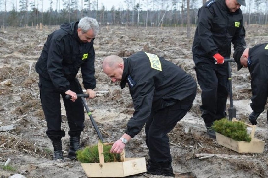 Powiat chojnicki. Policjanci też pracowali przy odnawianiu lasów po nawałnicy