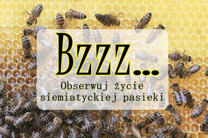 Aktualnie pszczoły przygotowują się do sezonu zimowego –...