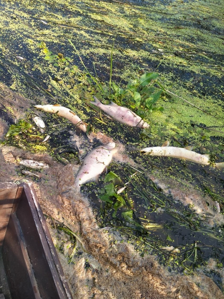 Martwe ryby w Górnej Biebrzy na odcinku Dąbrowa...