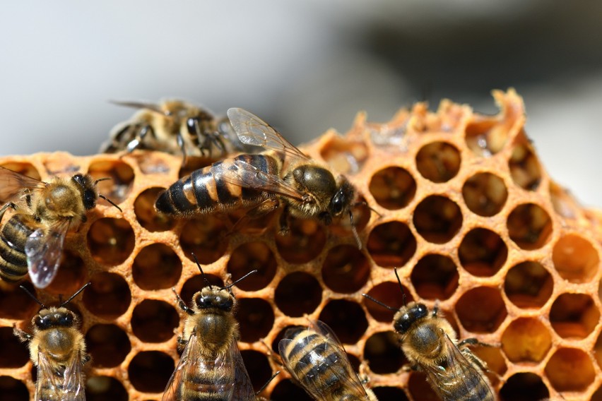 Pszczoły odpowiedzialne za pobieranie nektaru i przenoszenie...