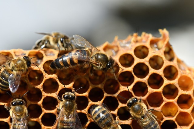Pszczoły odpowiedzialne za pobieranie nektaru i przenoszenie go do ula spędzają swoje życie po to, aby wyprodukować 1/12 łyżeczki miodu — tyle jest w stanie uzbierać 1 pszczoła podczas swojego całego życia. Jak się okazuje, na zaledwie 300 gram miodu pszczoły muszą przebyć dystans 88 500 km, a potrafią latać 24 km/h.