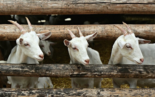Produkcja kóz w Polsce odradza dzięki licznym walorom koziego mleka