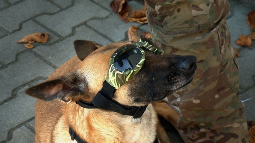 Psy bojowe służą w polskiej armii w wojskach specjalnych
