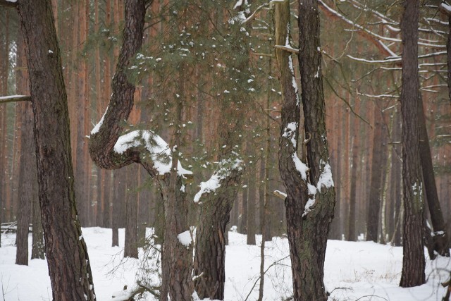 Skąd się wzięły krzywe drzewa? Tu rękę przyłożył człowiek