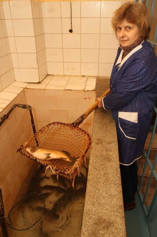 Mirosława Szmal, właścicielka sklepu rybnego w Kielcach cały rok handluje karpiem. Trzyma go w specjalnym, sporym i natlenionym basenie.