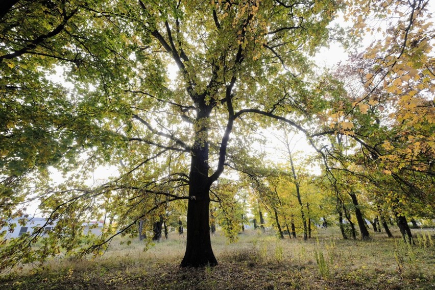 Niektóre z drzew mogą mieć nawet 200 lat.