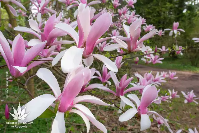 Magnolia Royal Crown rośnie niedaleko bramy głównej.