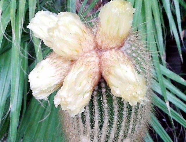Pąki kwiatowe na brazylijskim kaktusie.
