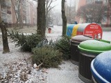 Co zrobić z choinką po świętach w Łodzi? Przyjmie ją "botanik", leśnictwo miejskie i centrum handlowe