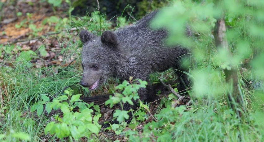 Zoo Poznań: Niedźwiedzica Cisna debiutuje na wybiegu