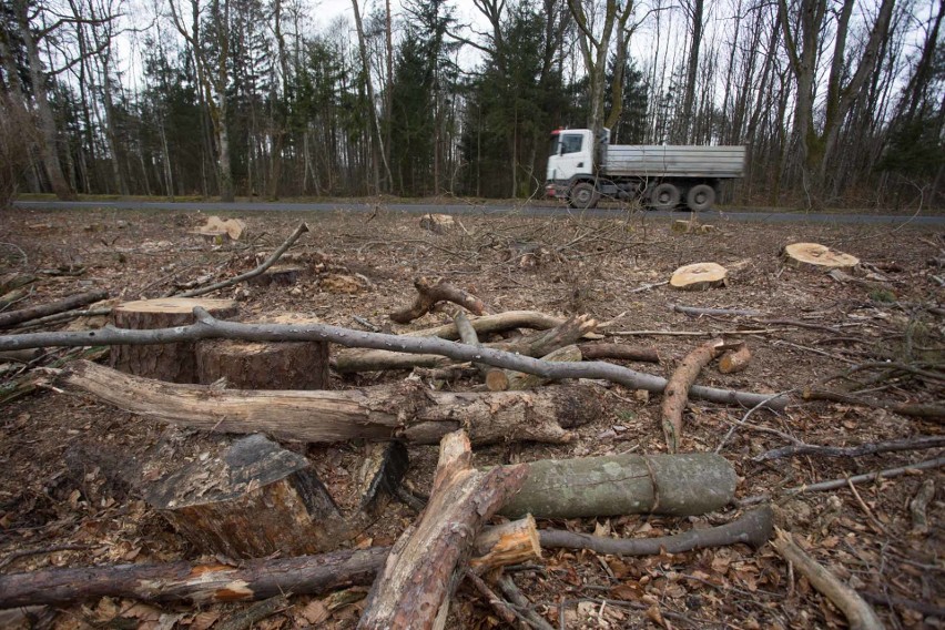 Leśnicy wycinają drzewa przy drodze do Krępy, bo zagrażają bezpieczeństwu jej użytkowników