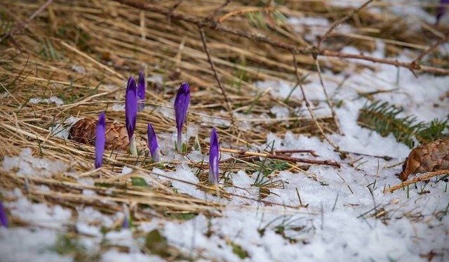 Krokusy w Dolinie Chochołowskiej. Kiedy podziwiać krokusy w Tatrach? Kiedy i gdzie najlepiej jechać?