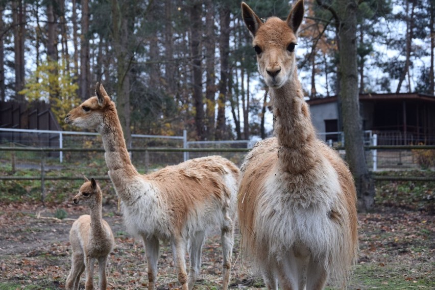 11 listopada poznańskie zoo powitało w swoim gronie nowego...