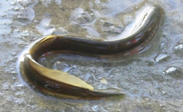 Rzadkie minogi strumieniowe można teraz spotkać w czystych potokach, między innymi w suchedniowskiej Kamionce.