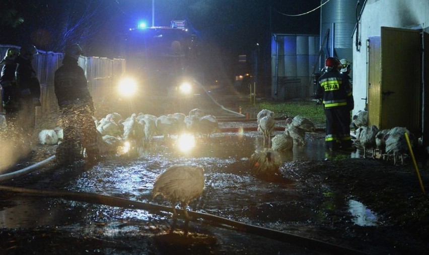 Ogień na fermie indyków w Piotrowie Pierwszym w powiecie...