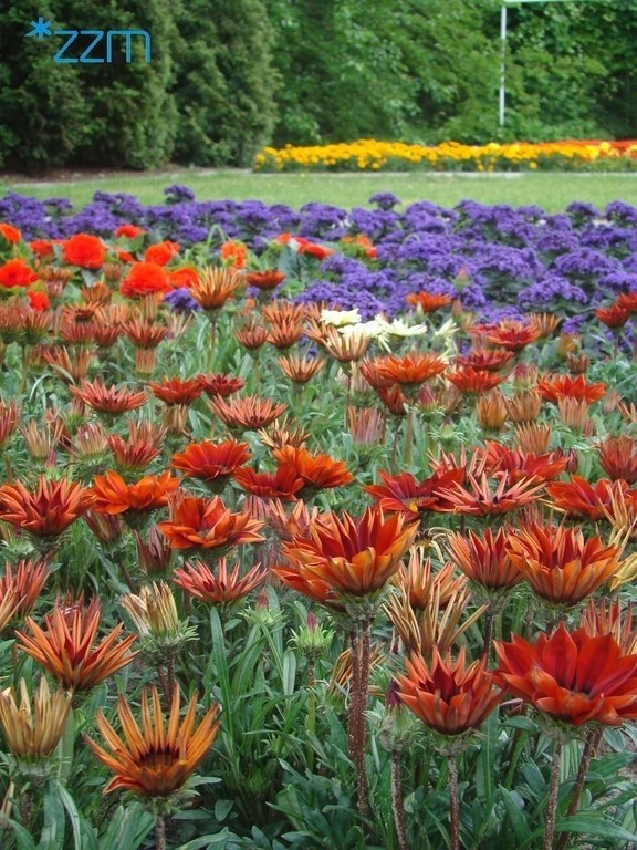 Kwiatowe ogrody na poznańskiej Cytadeli zachwycają wyglądem...