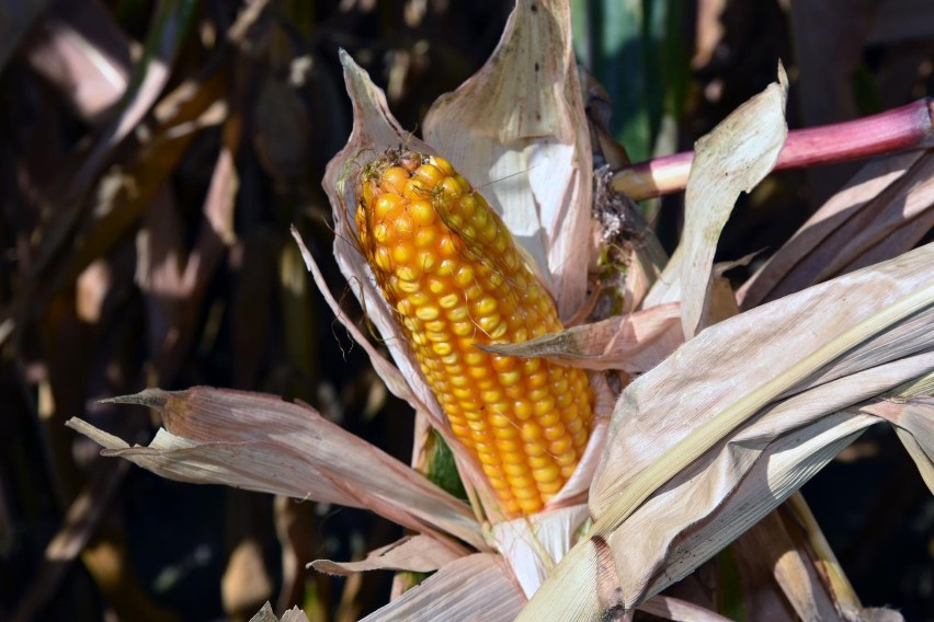 Co tak naprawdę dzieje się z organizmem, gdy jemy kukurydzę?...