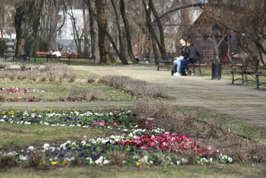 Wiosenny spacer po słonecznym Ogrodzie Saskim w Lublinie. Tu przyroda budzi się do życia! Zobacz zdjęcia