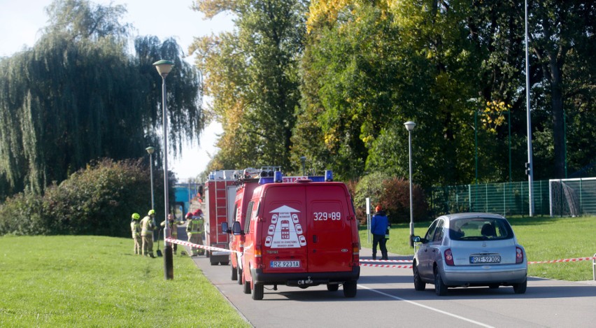 Służby próbują wypłoszyć dziki z okolicy bulwarów w Rzeszowie