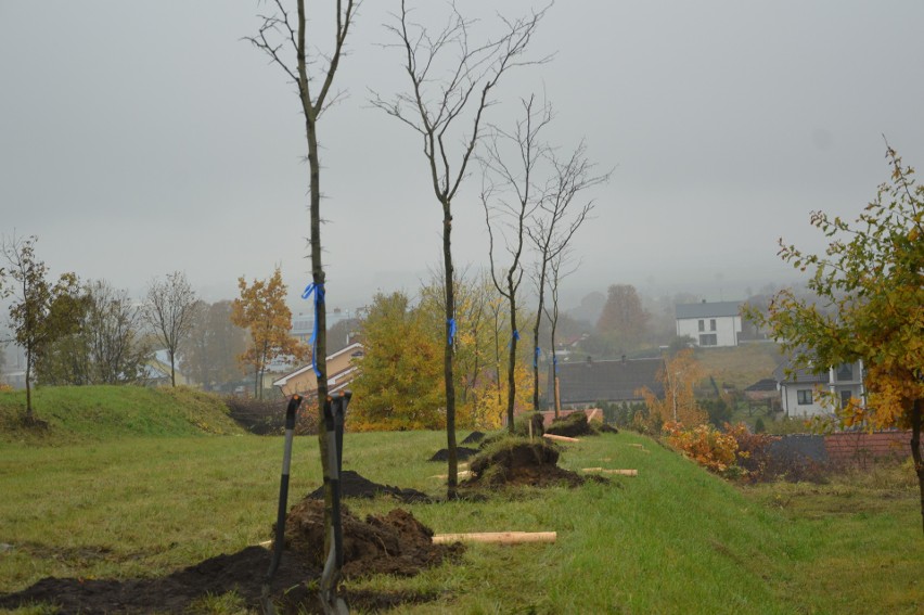 #DrzewoPlus. Kwidzyńska PO posadzi drzewa za Urzędem Miejskim 
