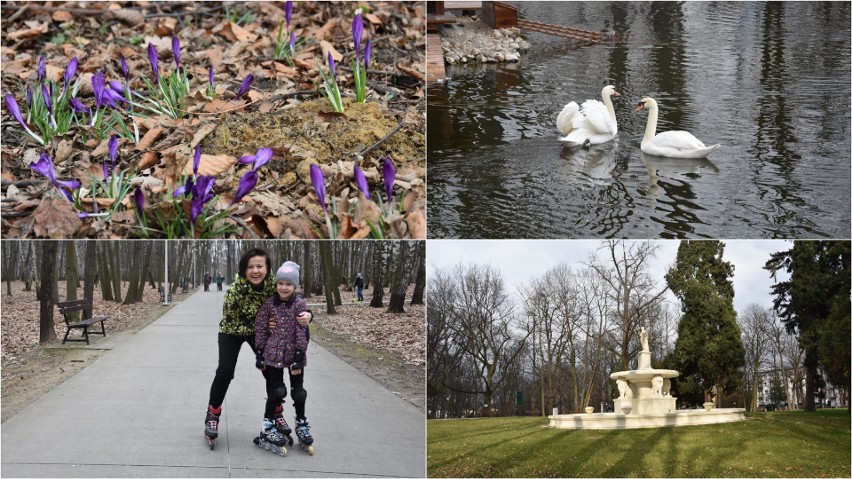 W tarnowskich parkach widać już pierwsze oznaki wiosny [ZDJĘCIA]